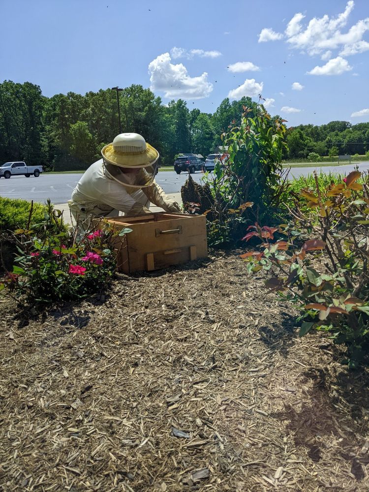 catching bees at front entrance